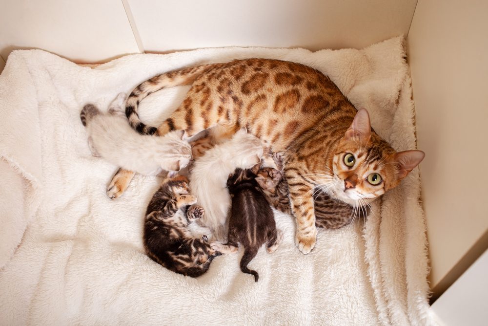 Une femelle bengal et ses chatons, à la clinique vétérinaire de Fléron