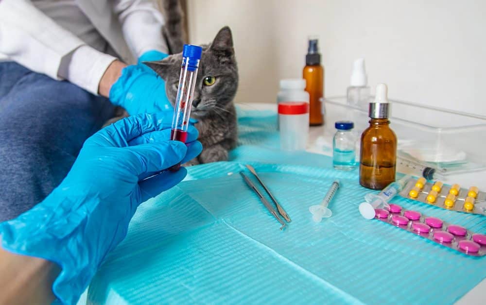 Suivi de grossesse d'une chatte par un vétérinaire de la clinique Umanimo