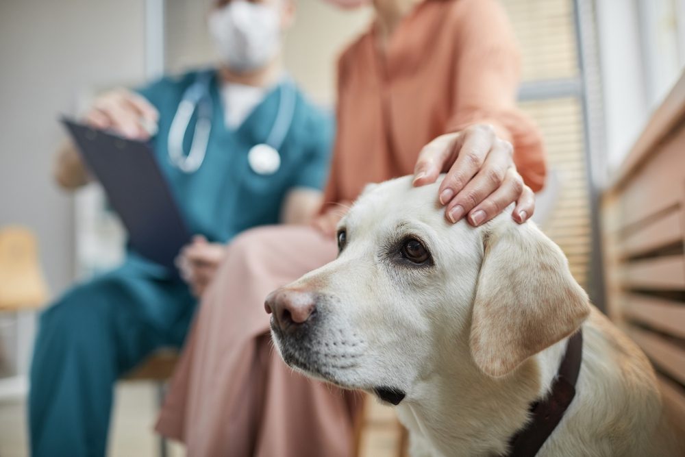 Woman Stroking Dog at Vet Clinic Analyses - Cabinet vétérinaire à Liège